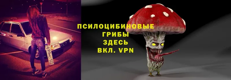 Псилоцибиновые грибы Psilocybe  Гвардейск 